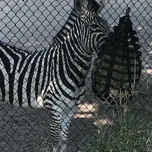 Meet your Posher, Marla